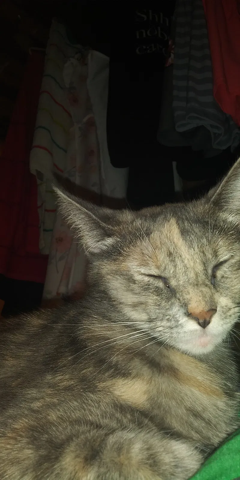 Lost cat in Montgomery, IL, 60538