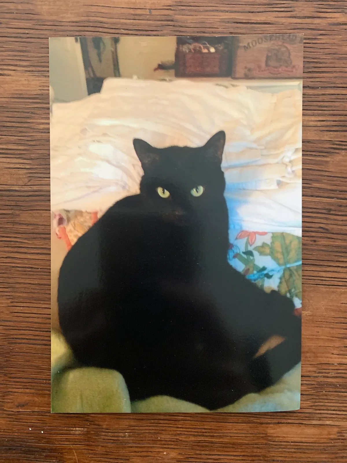Lost cat in Winter Park, FL, 32792