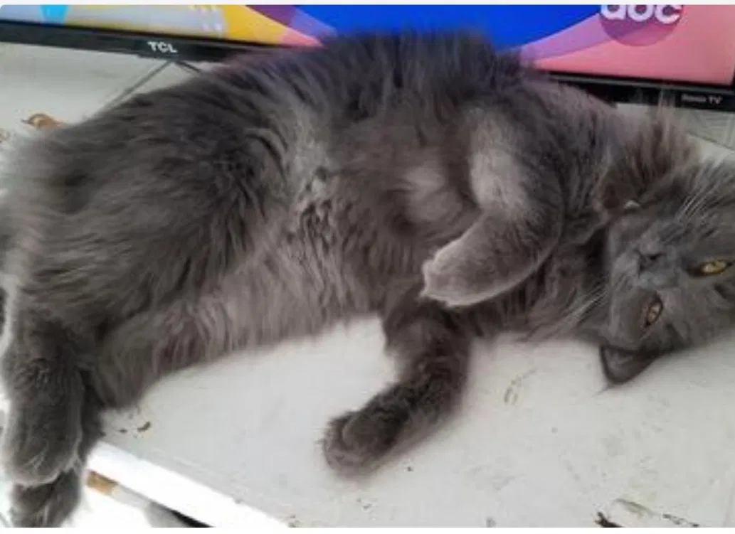 Lost cat in Bakersfield, CA, 93306