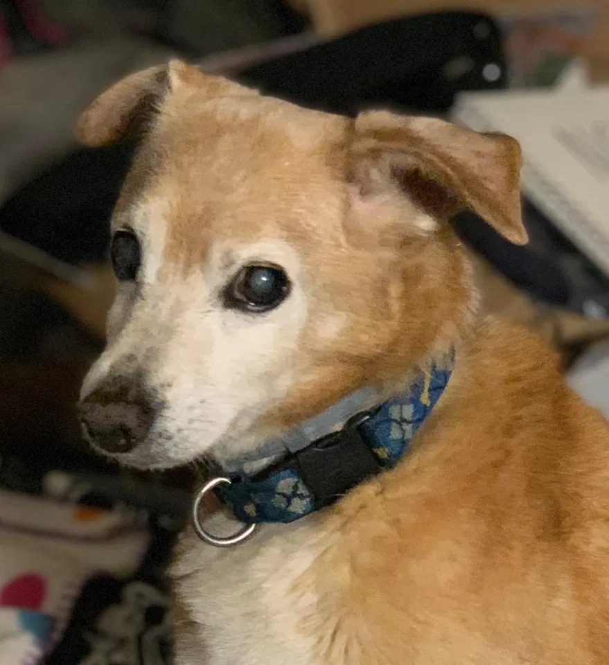 Lost dog in Knoxville, TN, 37924
