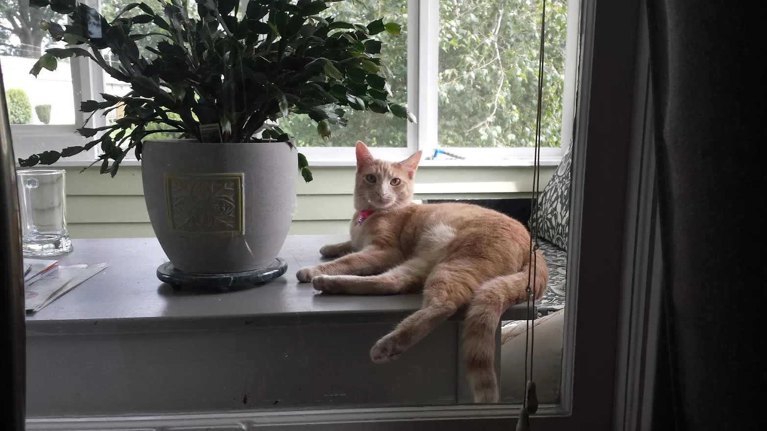 Lost cat in Westlake, OH, 44145