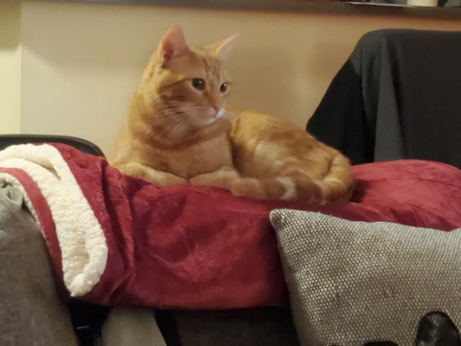 Lost cat in Bothell, WA, 98012
