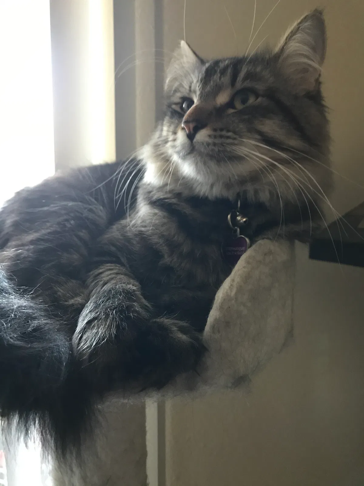 Lost cat in Littleton, CO, 80123