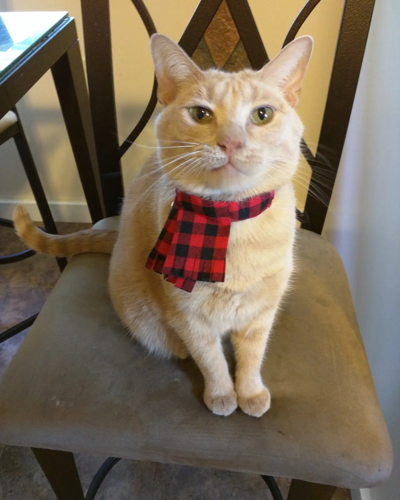 Lost cat in Columbus, OH, 43219
