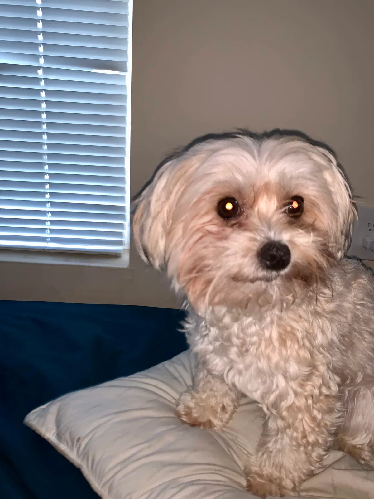 Lost dog in Charlotte, NC, 28226