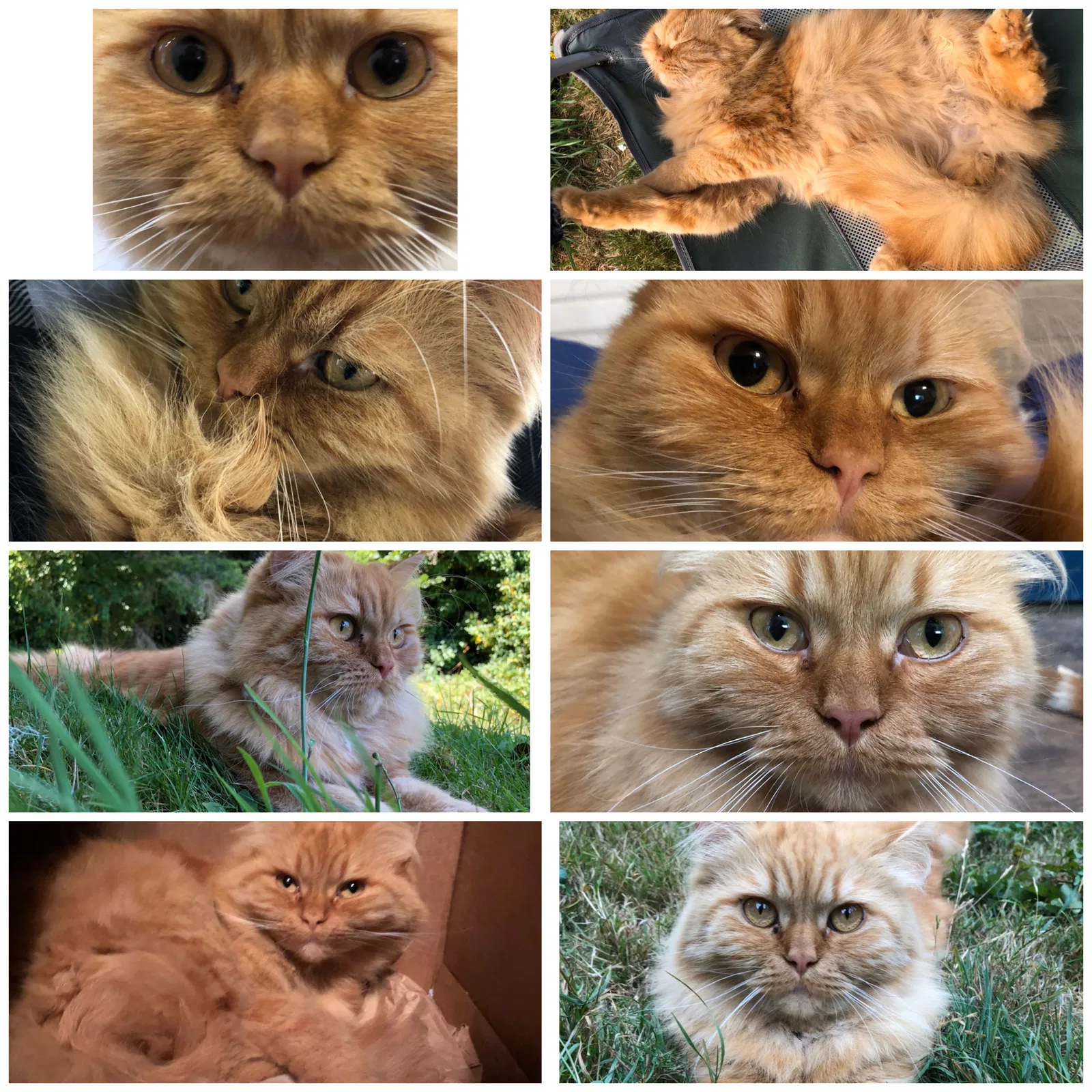 Lost cat in Bremerton, WA, 98312