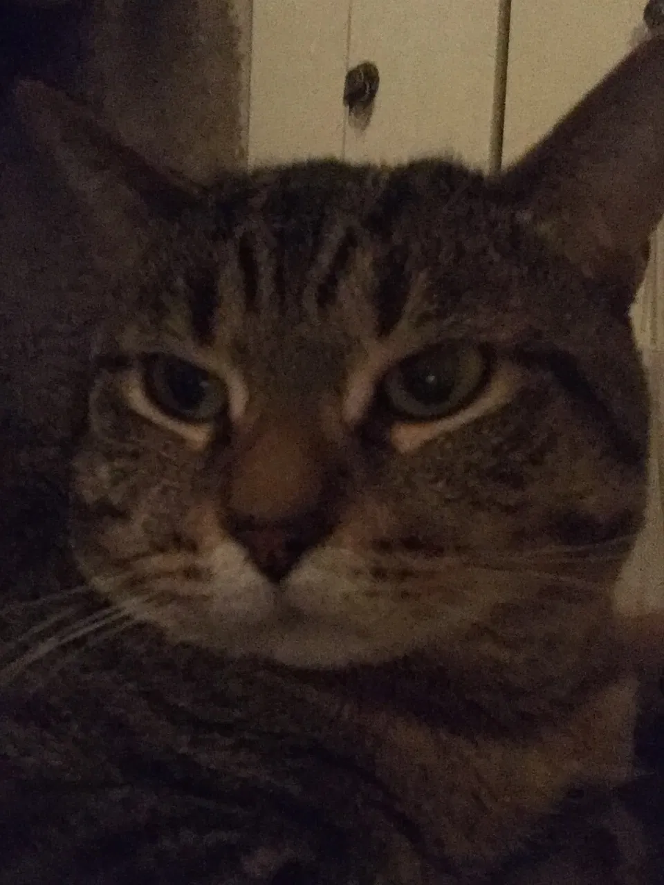 Lost cat in Parkville, MD, 21234