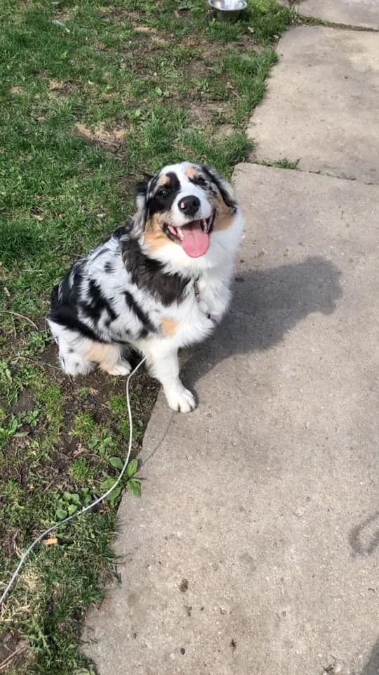Lost dog in Columbia, TN, 38402