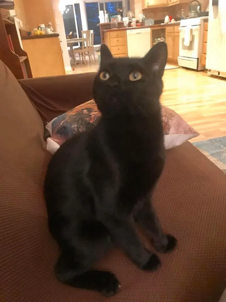 Lost cat in Driftwood, TX, 78619