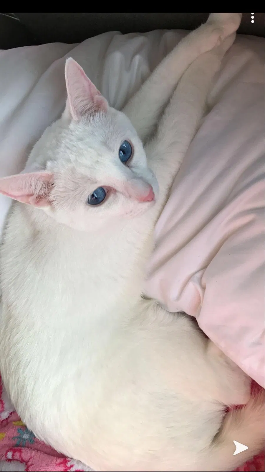 Lost cat in Holladay, TN, 38341