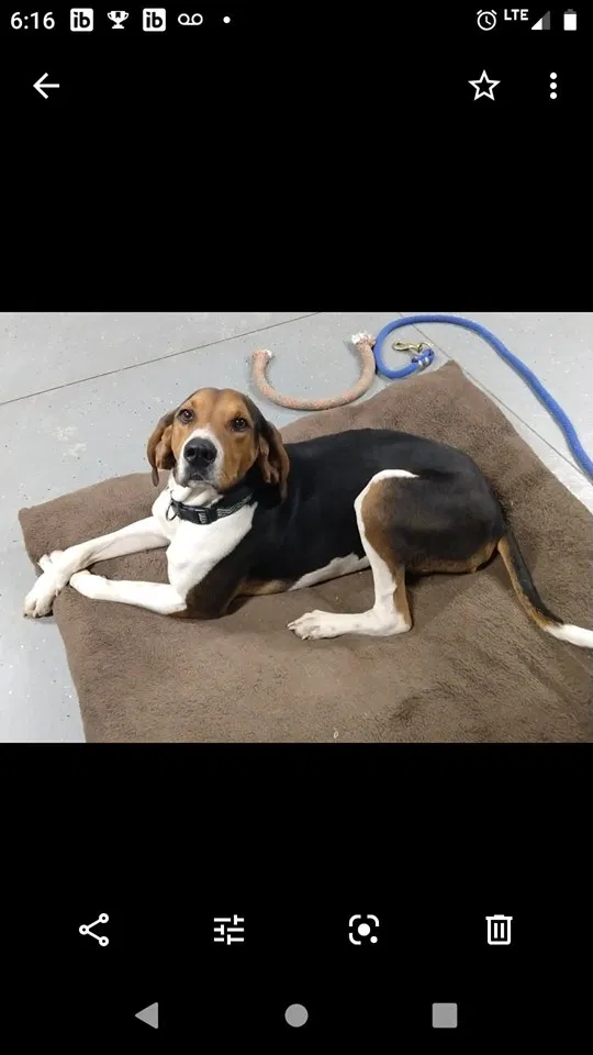 Lost dog in Forest, OH, 45843