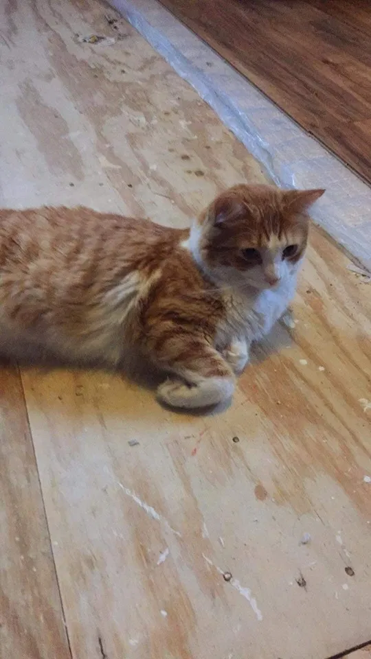 Lost cat in Auburn, NY, 13021
