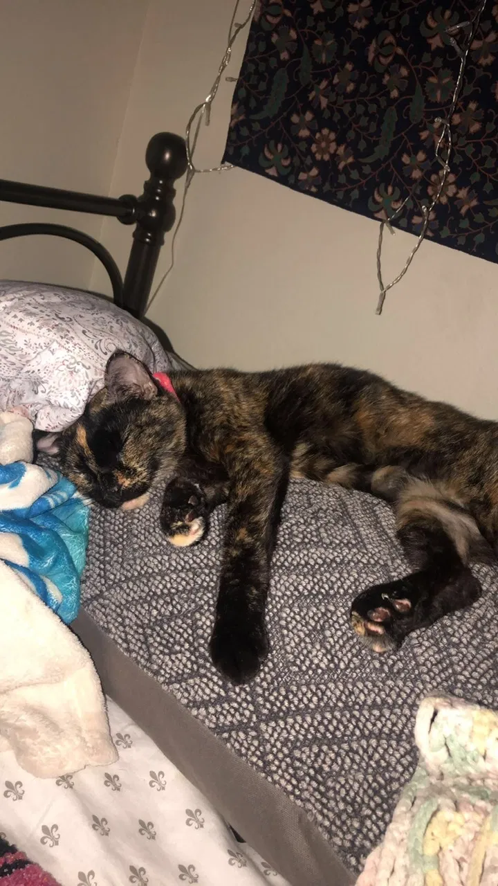 Lost cat in Tallahassee, FL, 32304
