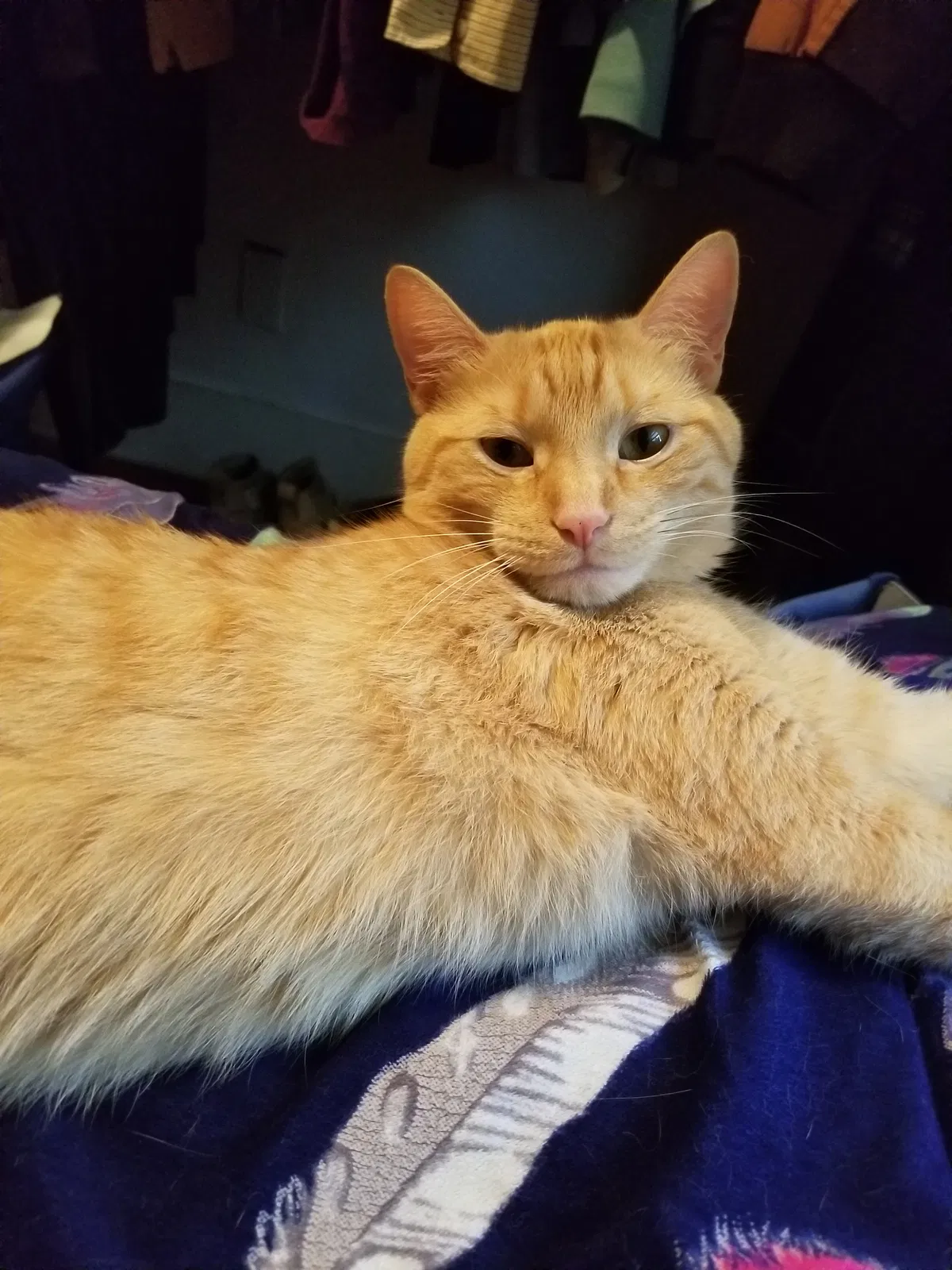Lost cat in Saint Paul, MN, 55104