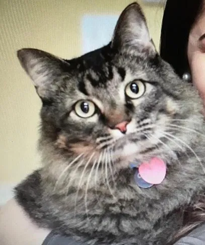 Lost cat in Grapevine, TX, 76051