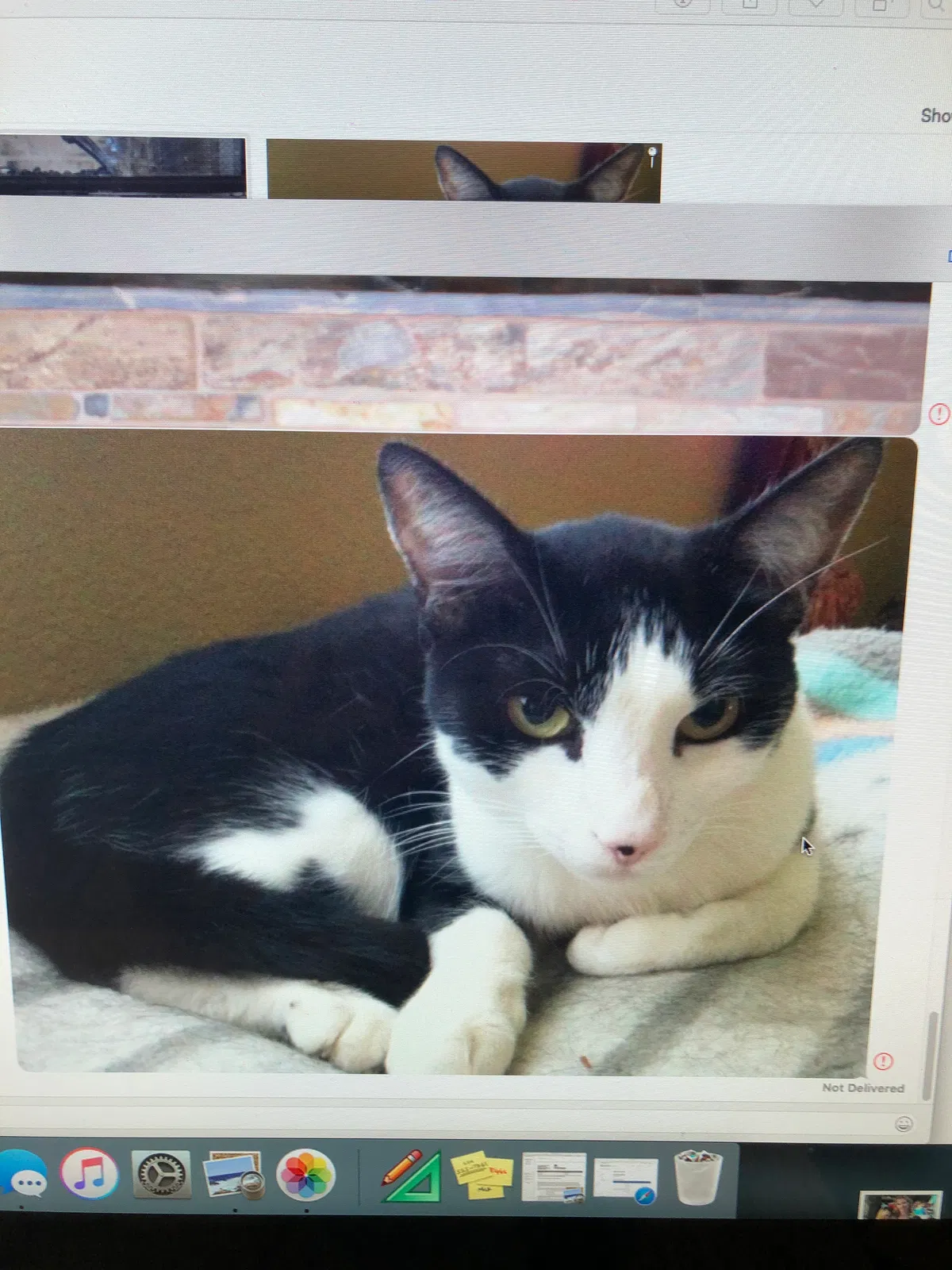Lost cat in Brentwood, CA, 94513