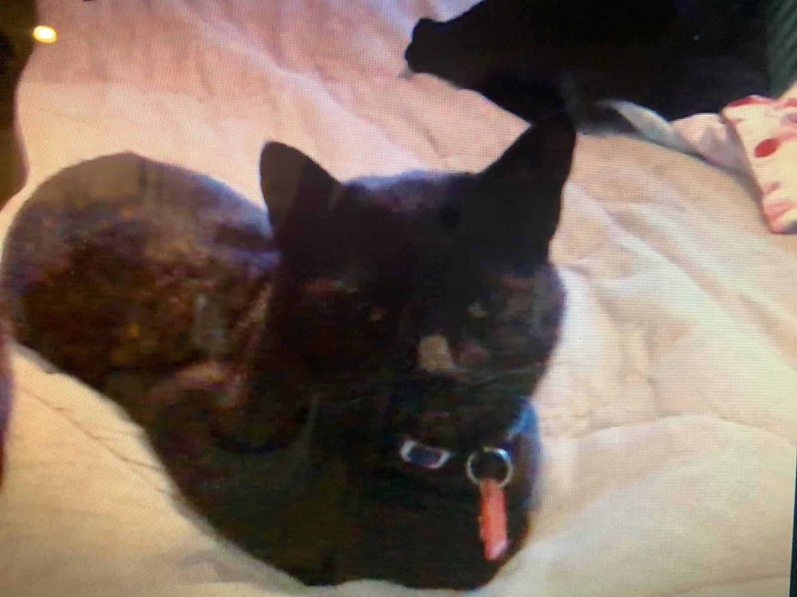 Lost cat in Knoxville, TN, 37909