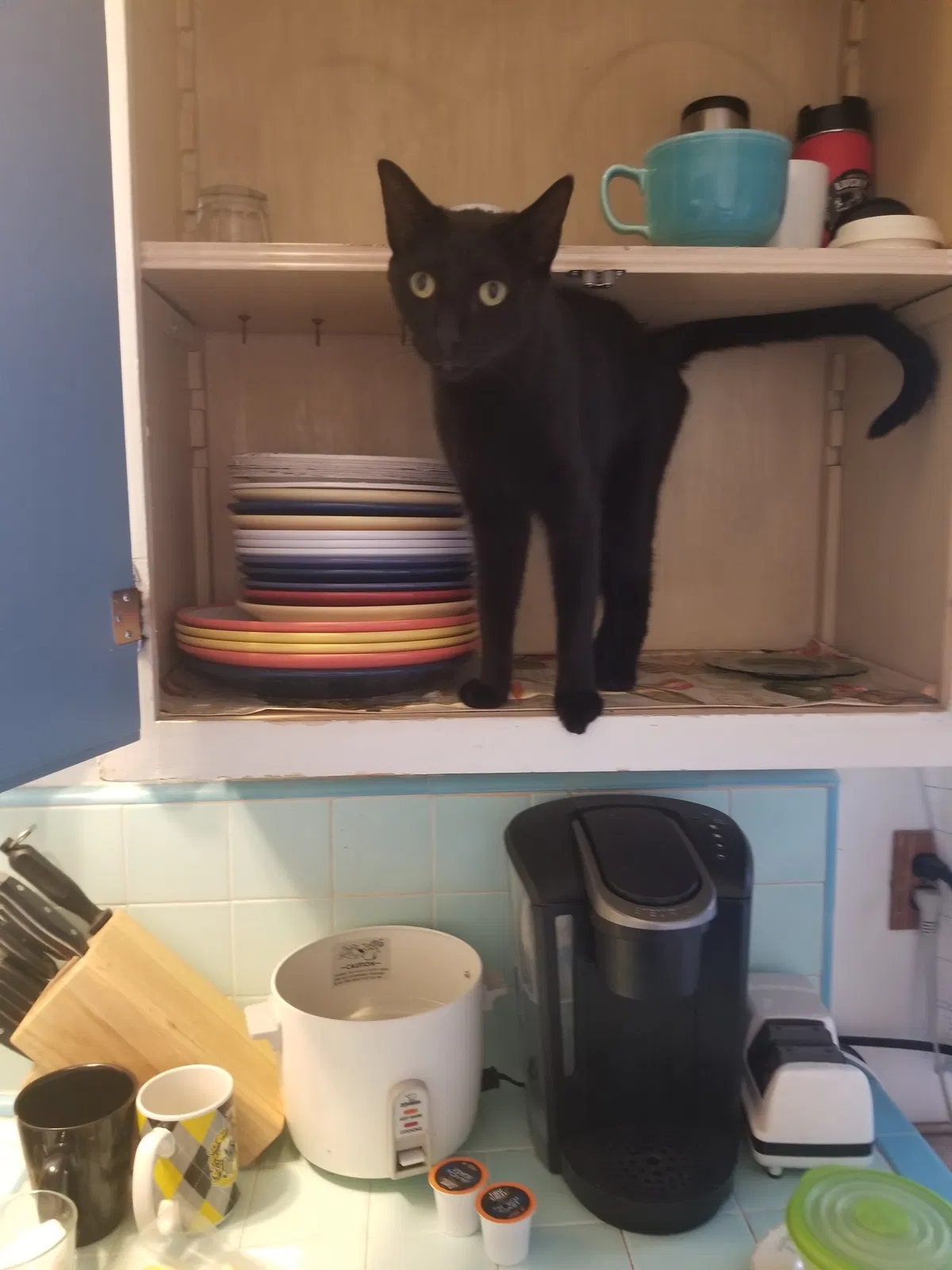 Lost cat in San Leandro, CA, 94579