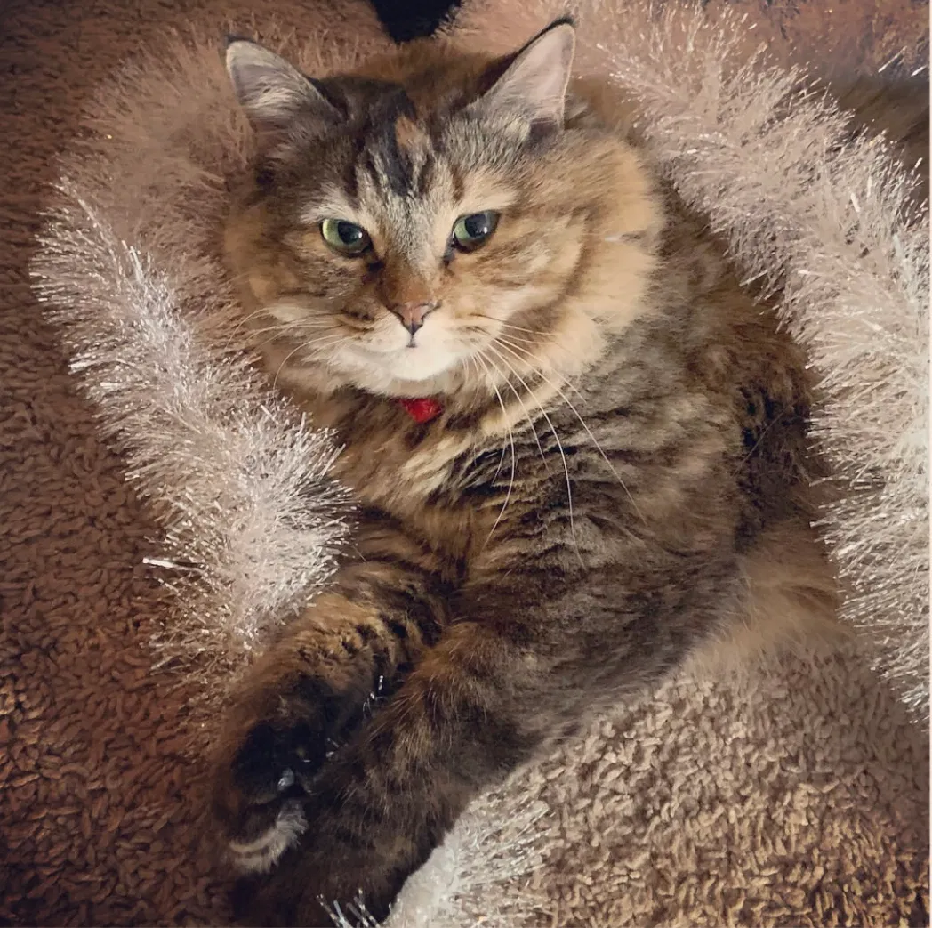 Lost cat in Shakopee, MN, 55379