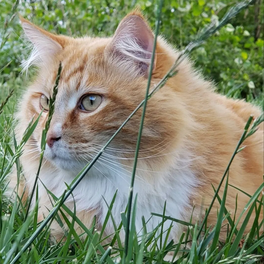 Lost cat in North Salt Lake, UT, 84054