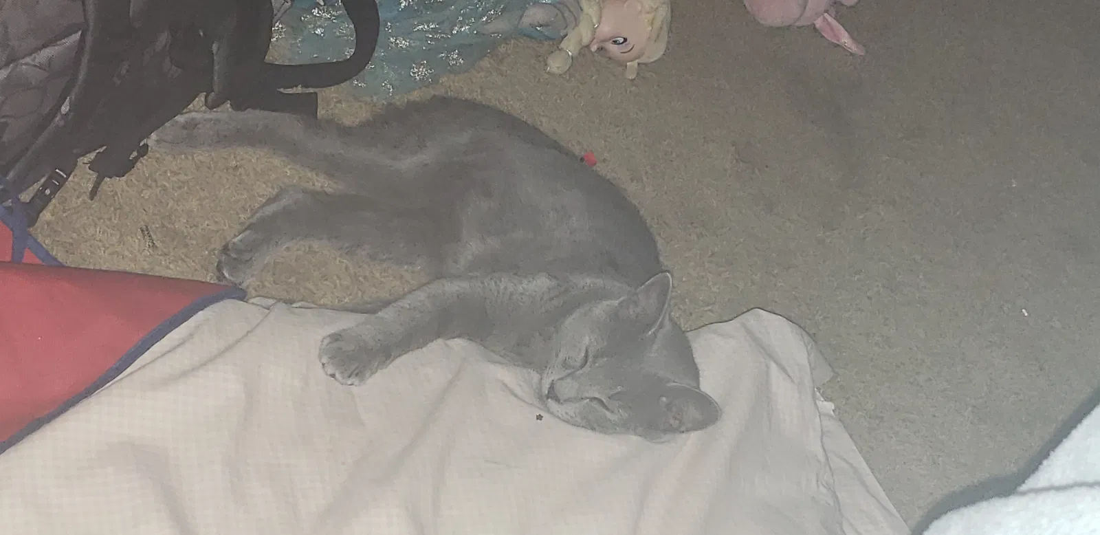 Lost cat in Statesville, NC, 28625