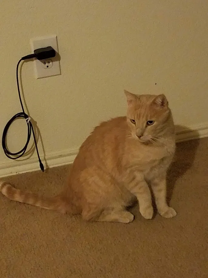 Lost cat in Dallas, TX, 75233