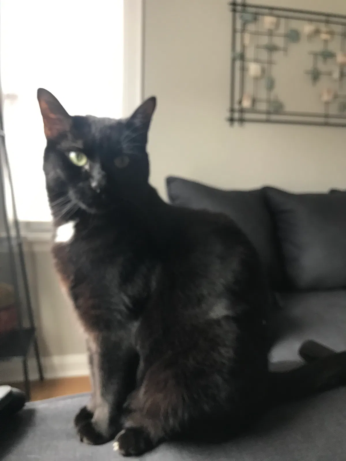 Lost cat in Cleveland, OH, 44135