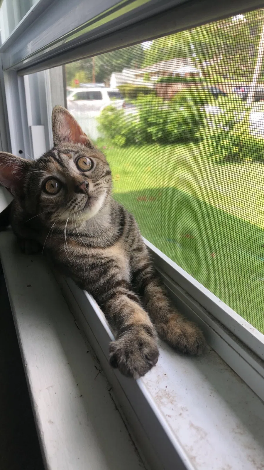Lost cat in Spotswood, NJ, 8884