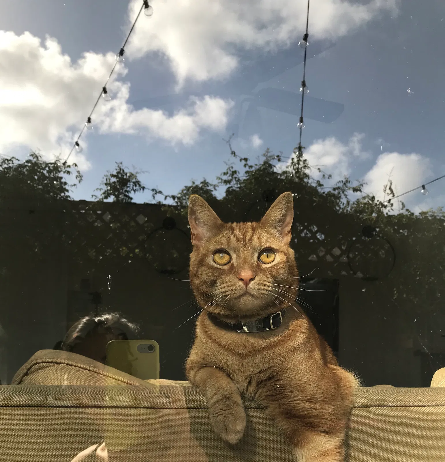Lost cat in Miami, FL, 33134