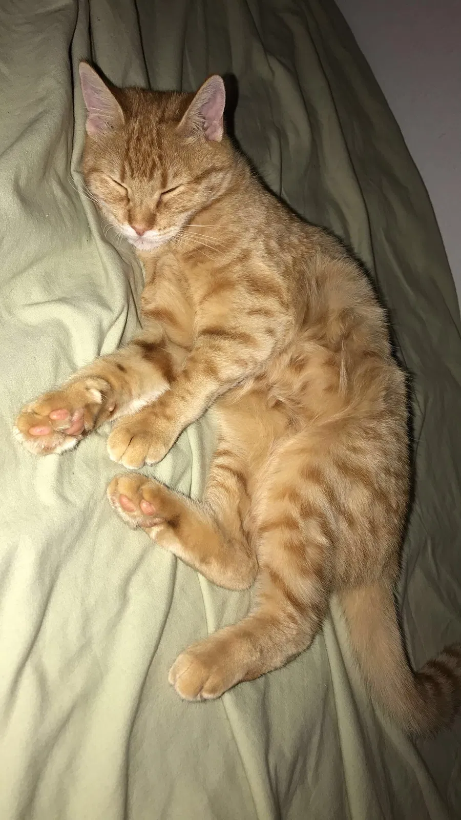 Lost cat in Forest Grove, OR, 97116