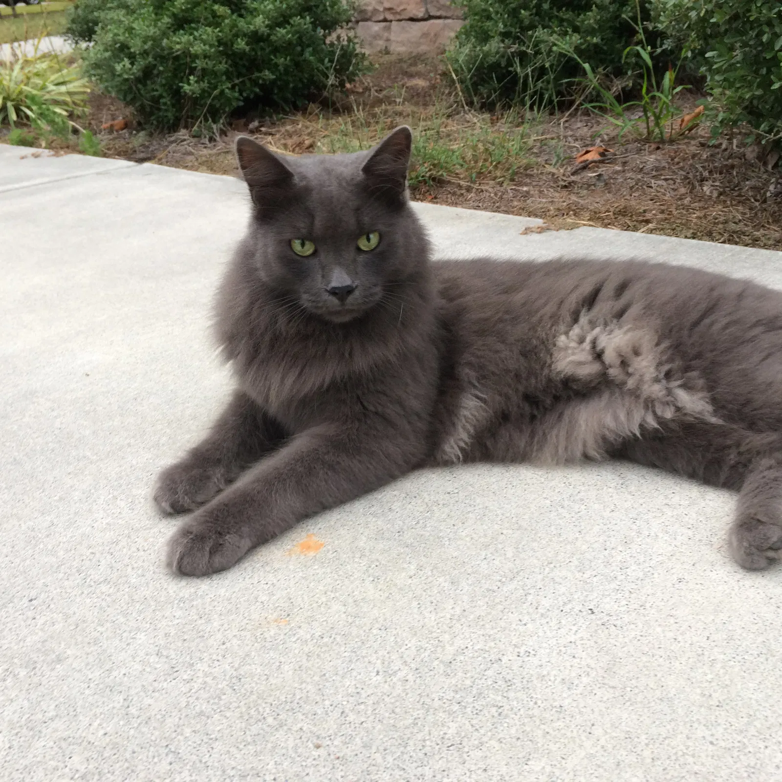 Lost cat in Rome, GA, 30165