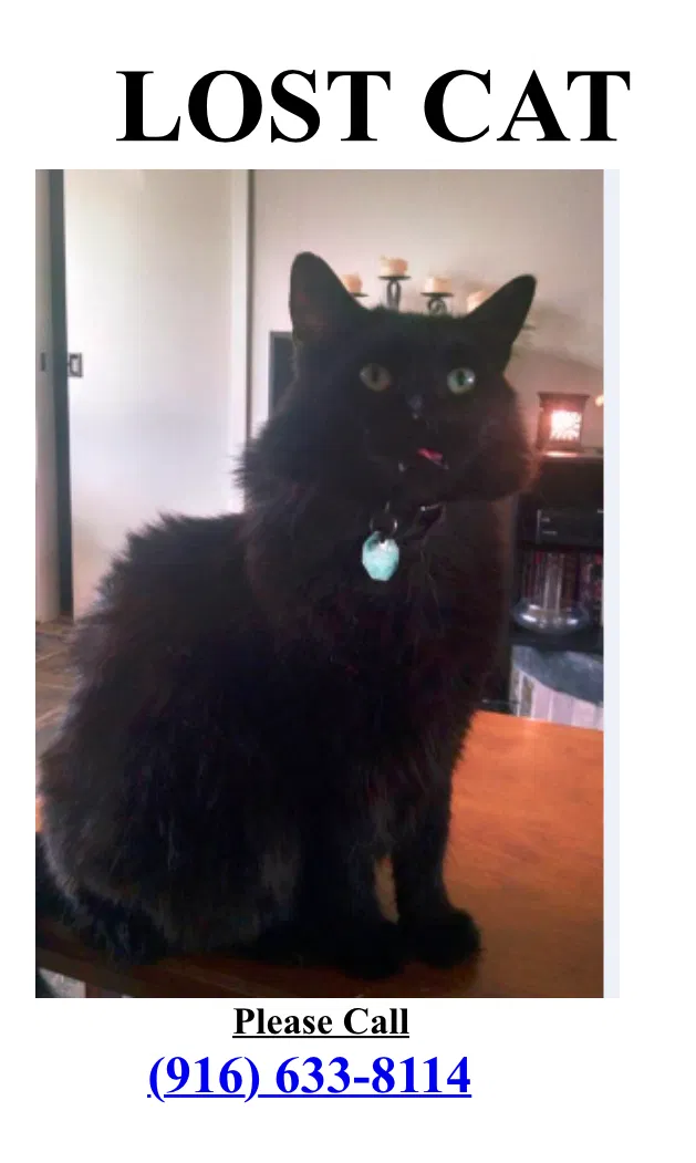 Lost cat in Fair Oaks, CA, 95628