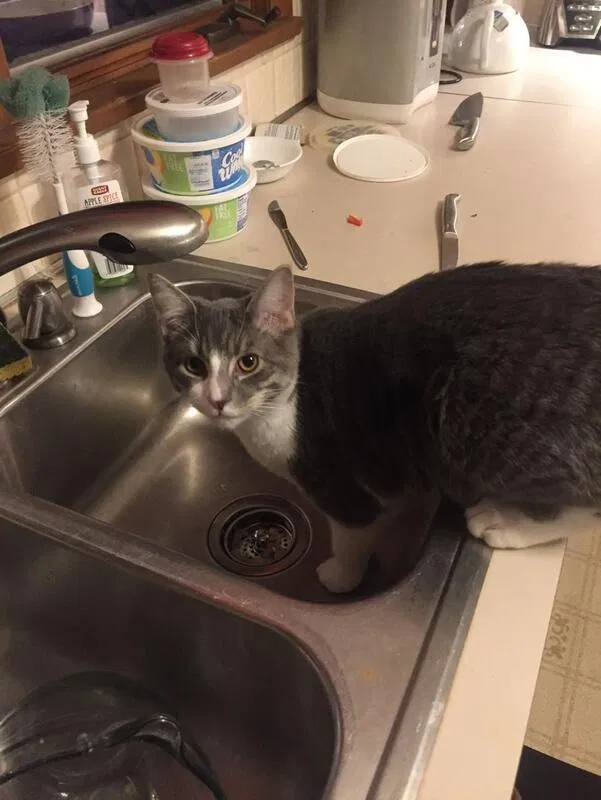 Lost cat in Brecksville, OH, 44141