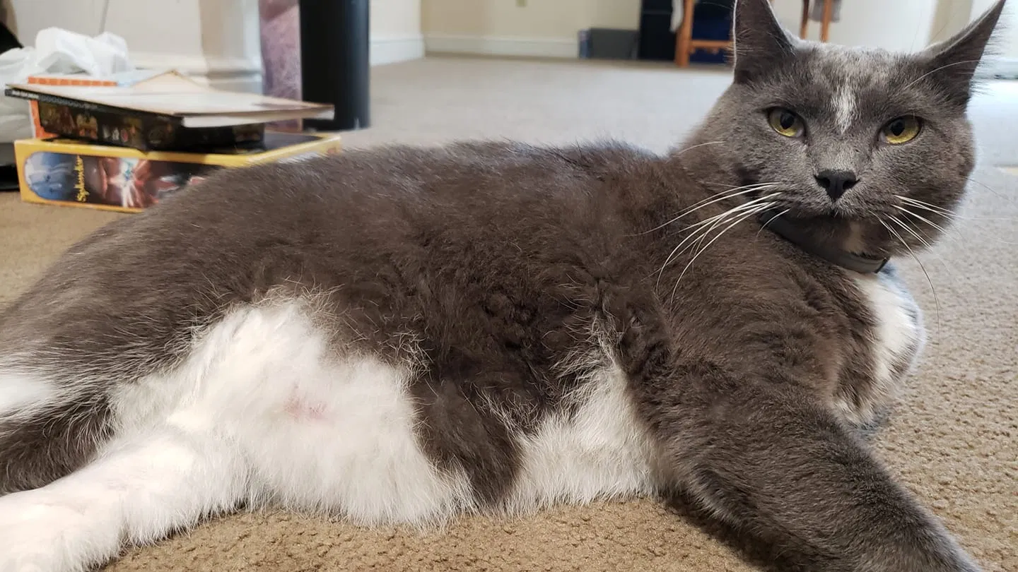 Lost cat in Pittsburgh, PA, 15216