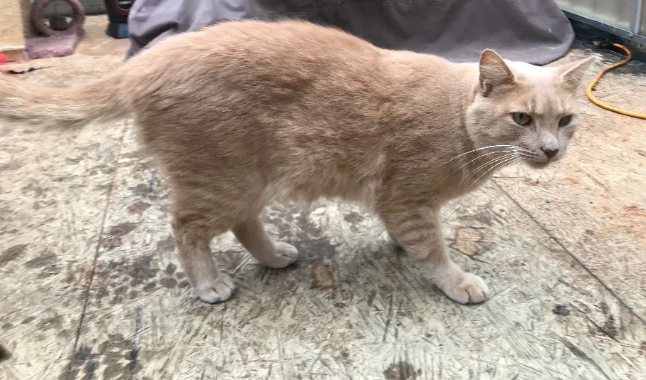 Lost cat in Rome, GA, 30165