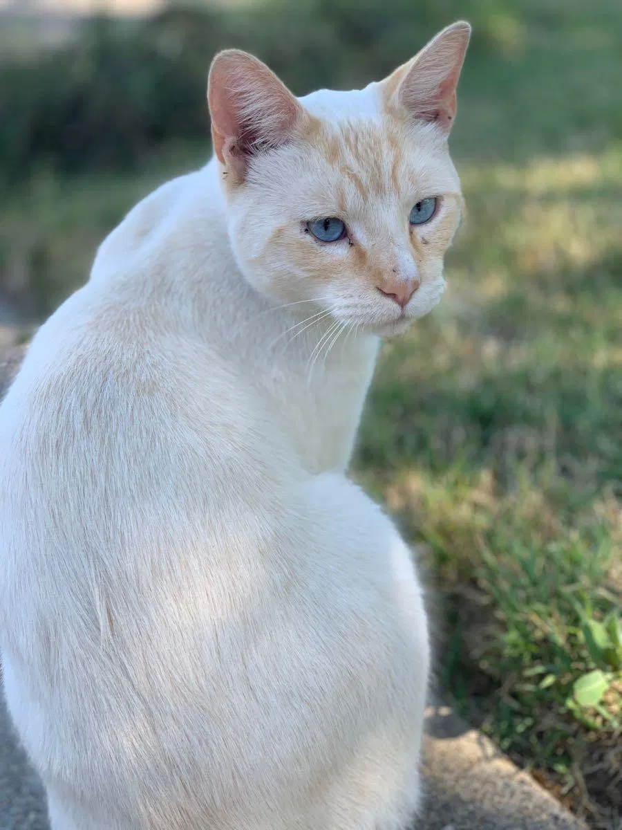Lost cat in Sacramento, CA, 95822