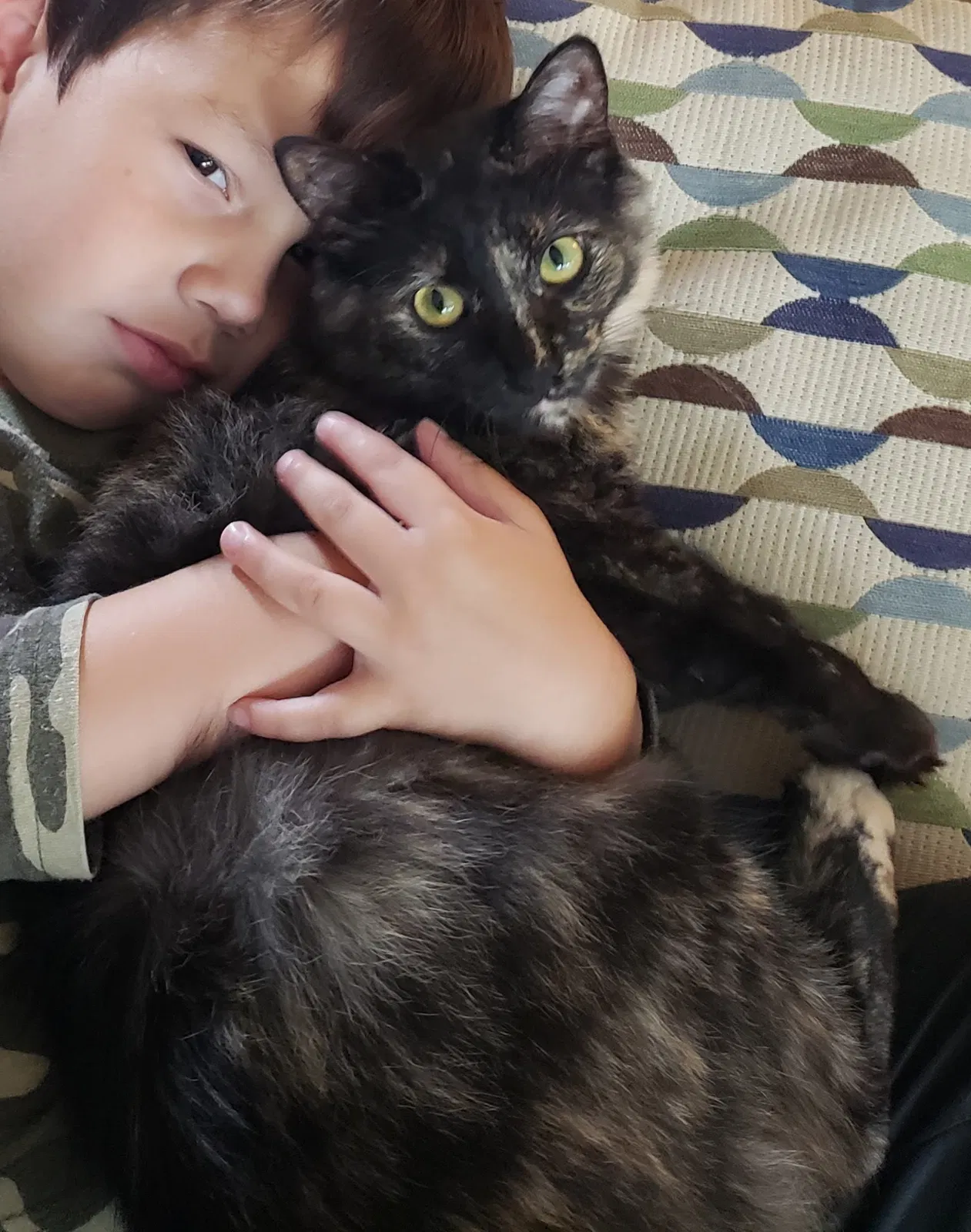 Lost cat in Spring, TX, 77382