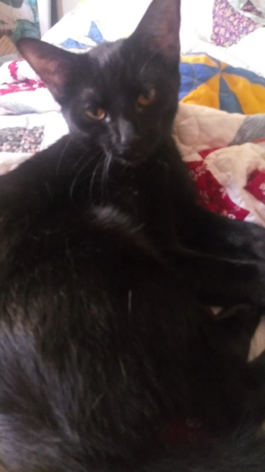 Lost cat in Youngstown, OH, 44515