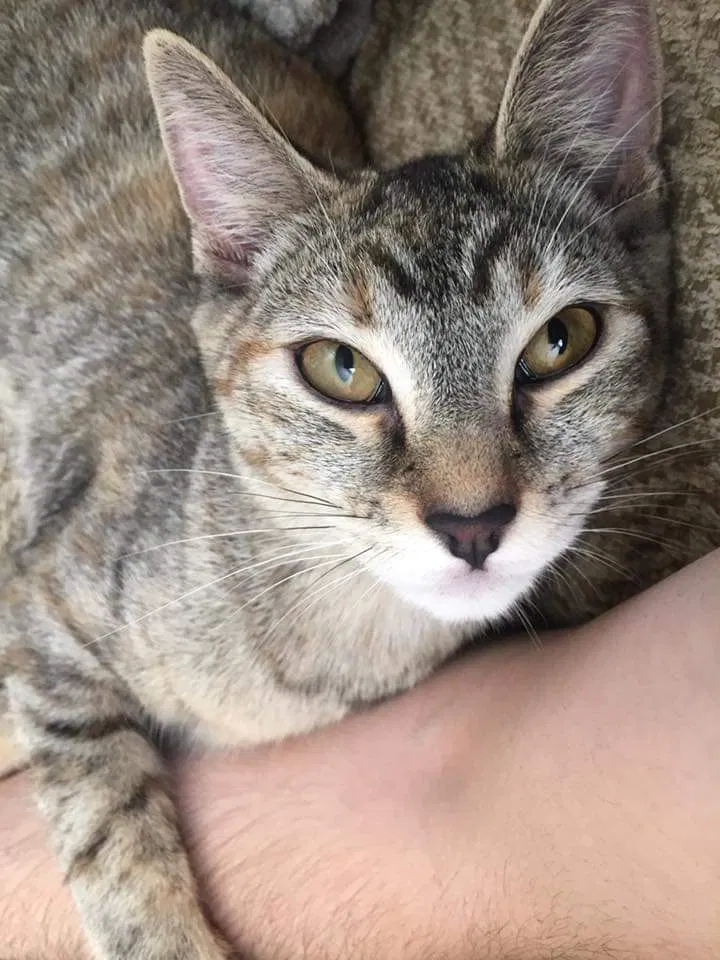 Lost cat in Nashville, TN, 37221