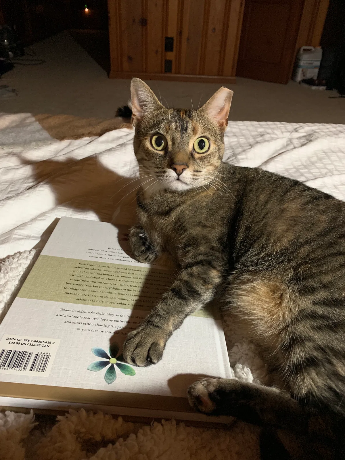 Lost cat in Dayton, OH, 45410