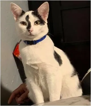 Lost cat in Tucson, AZ, 85736