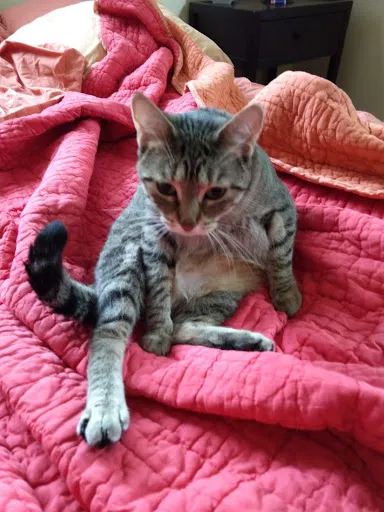 Lost cat in Albuquerque, NM, 87114