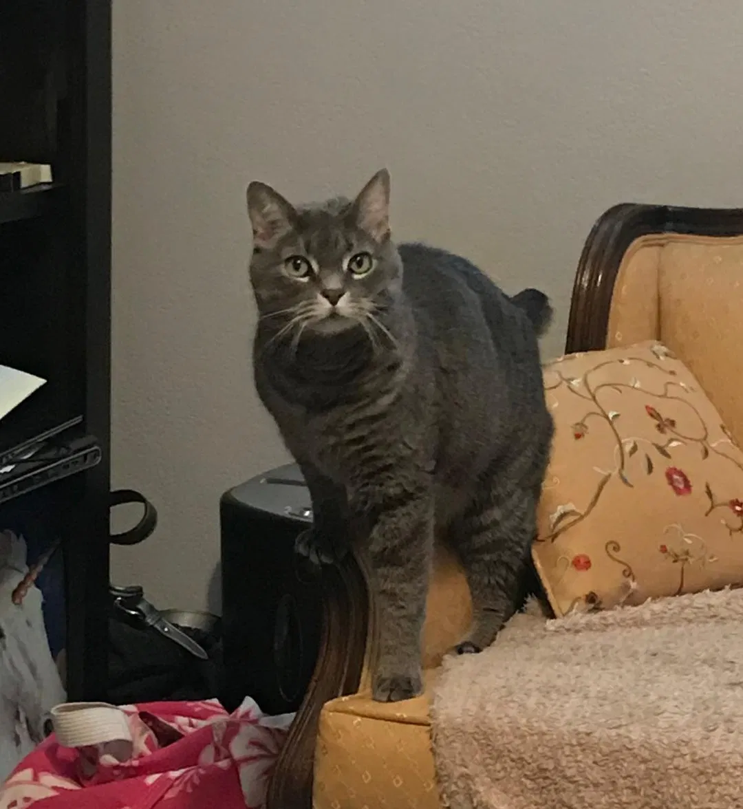 Lost cat in San Diego, CA, 92120