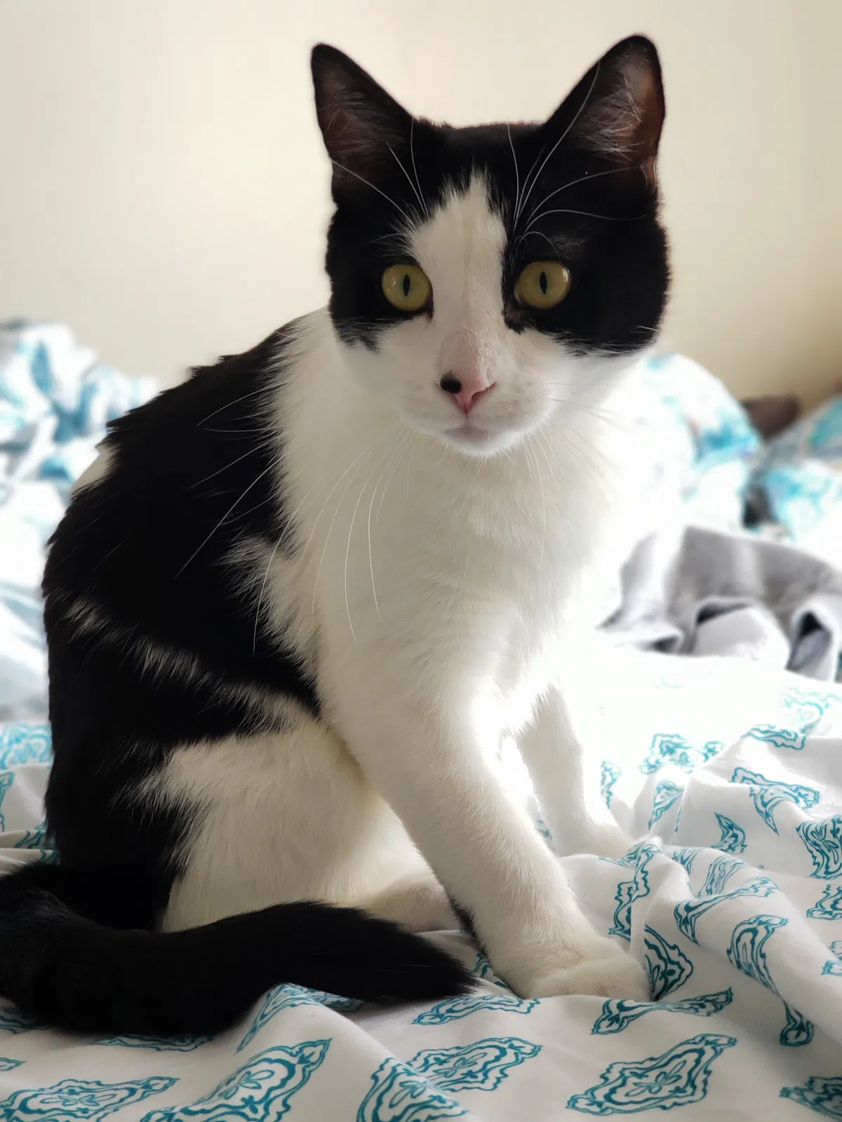 Lost cat in Saint Paul, MN, 55117
