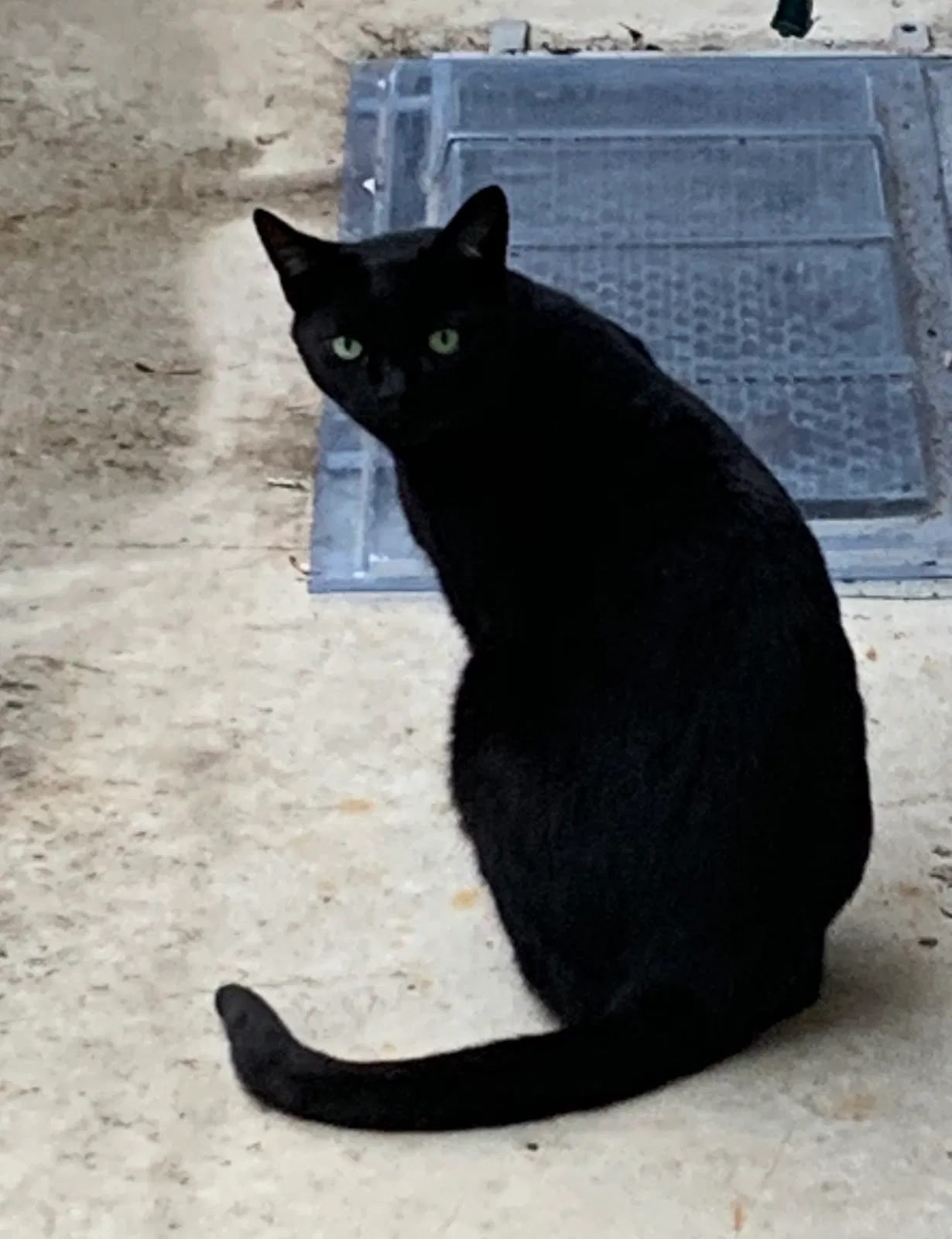 Lost cat in Myrtle Beach, SC, 29575