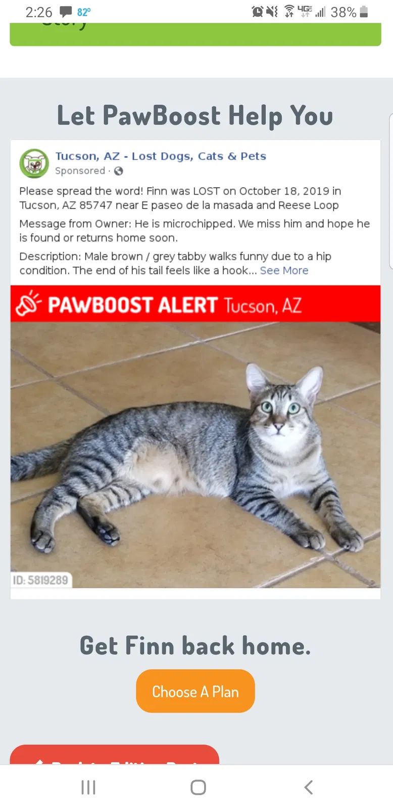 Lost cat in Tucson, AZ, 85747