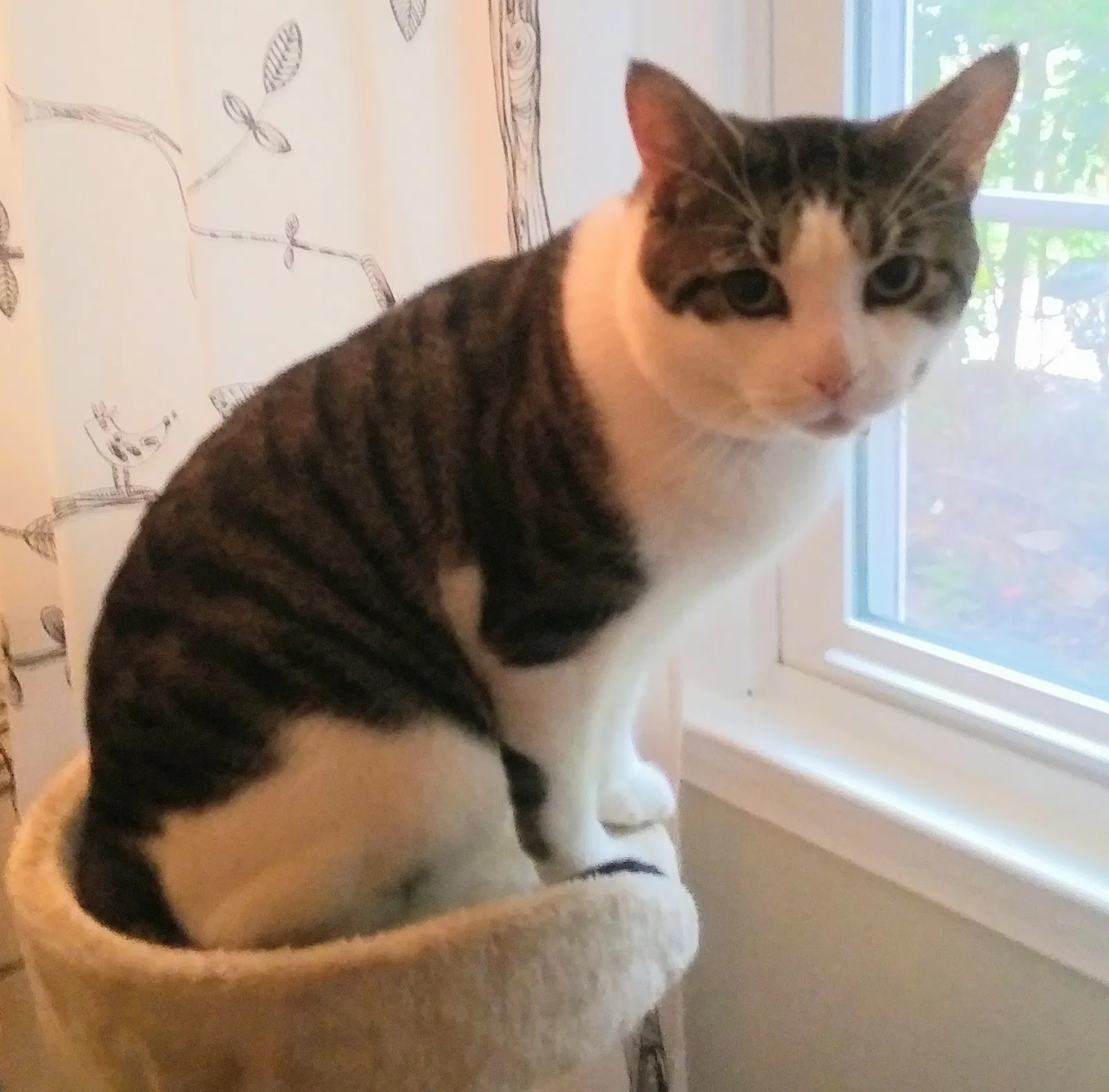 Lost cat in Fayetteville, NC, 28314