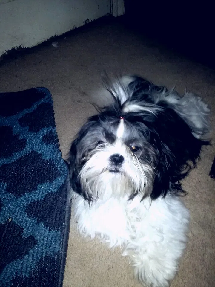 Lost dog in Attalla, AL, 35954
