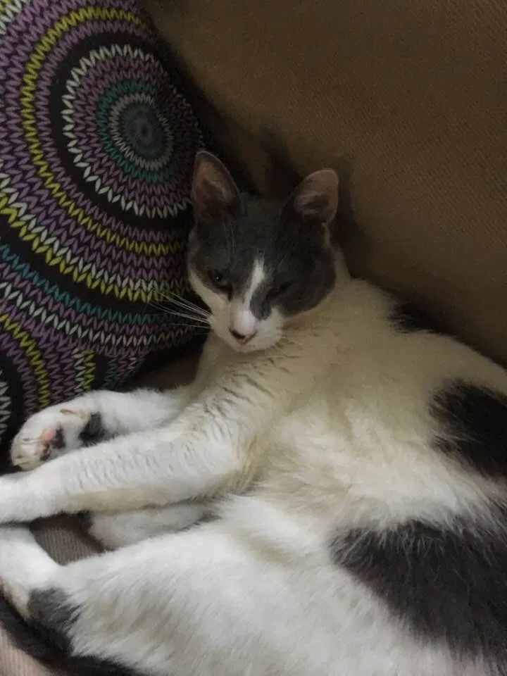 Lost cat in Newtown, CT, 6470