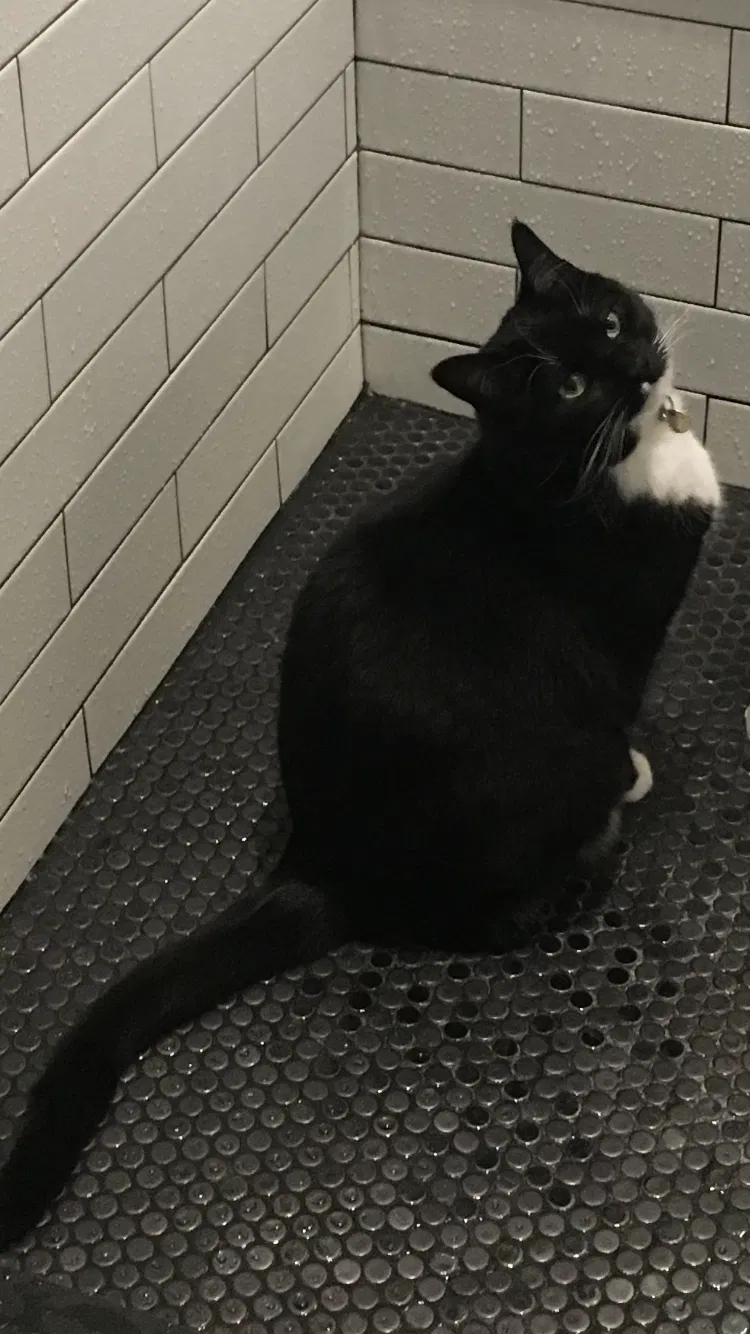 Lost cat in Pittsburgh, PA, 15212